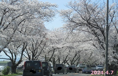 桜渋滞.JPG